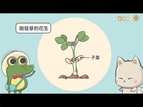 百合是單子葉還是雙子葉|單子葉植物特點